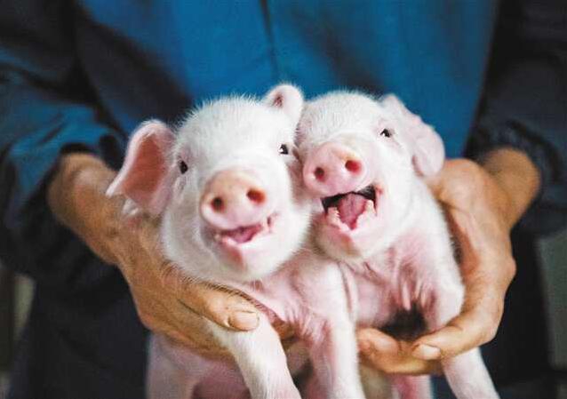 &ldquo;五小&rdquo;经济助农脱贫